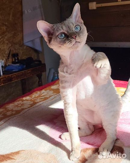 Девон-рекс вязка