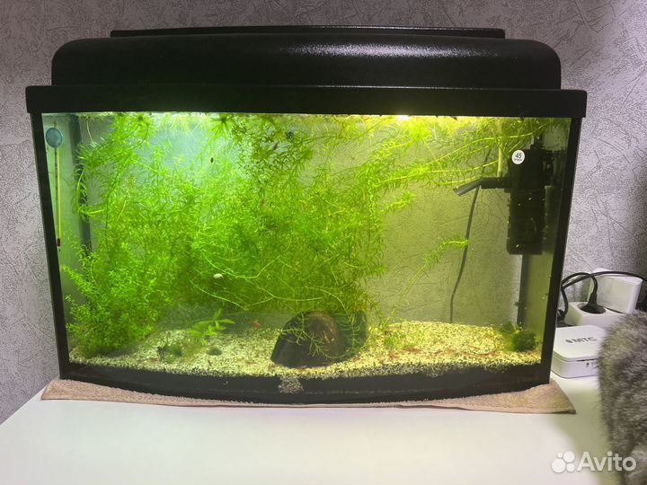 Аквариум