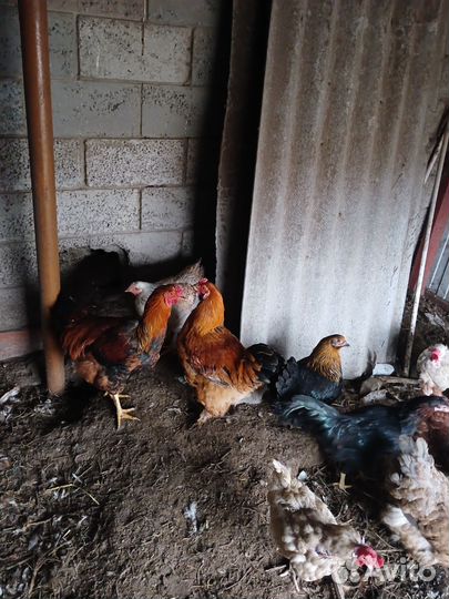Петухи домашние