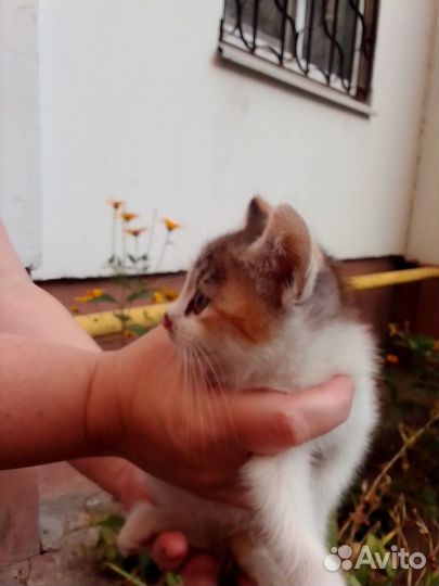 Котенок мальчик добрые руки