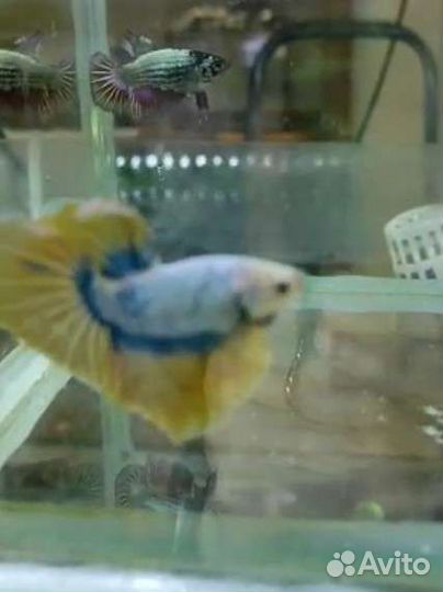 Петушок рыбка, желто-синий супердельта