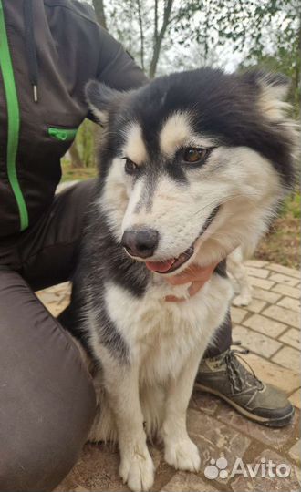 Сибирский хаски