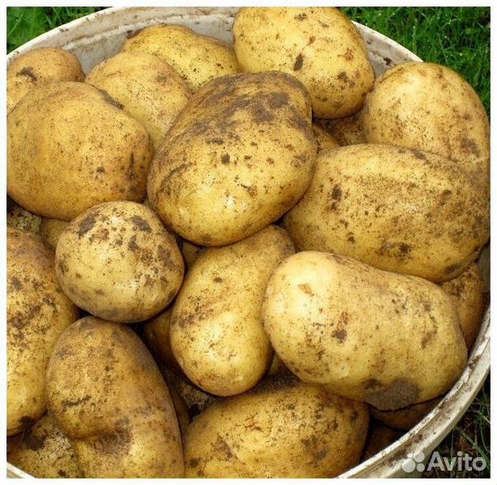 Продам картофель оптом