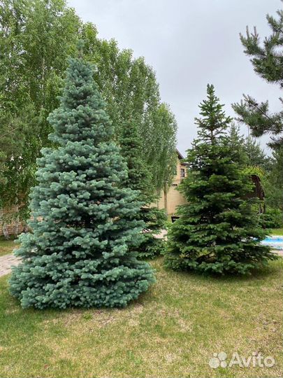 Ель голубая
