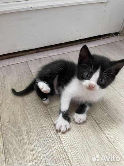 Отдам бесплатно