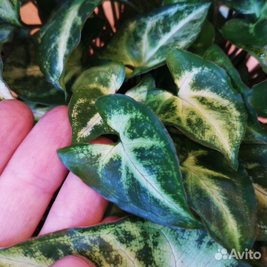 Сингониум кустовой