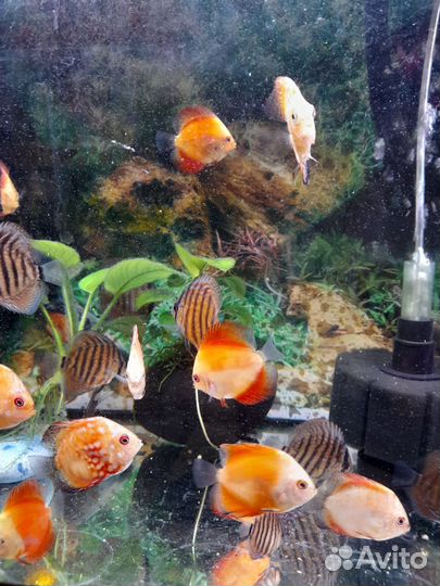 Дискусы 4 - 6 см