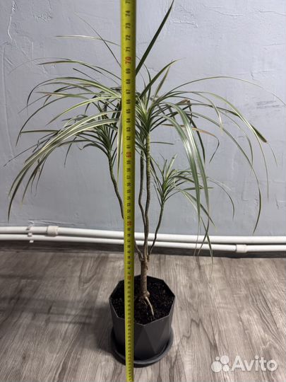 Пальма драцена