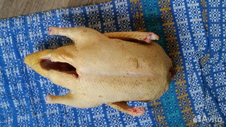 Мясо утки домашней