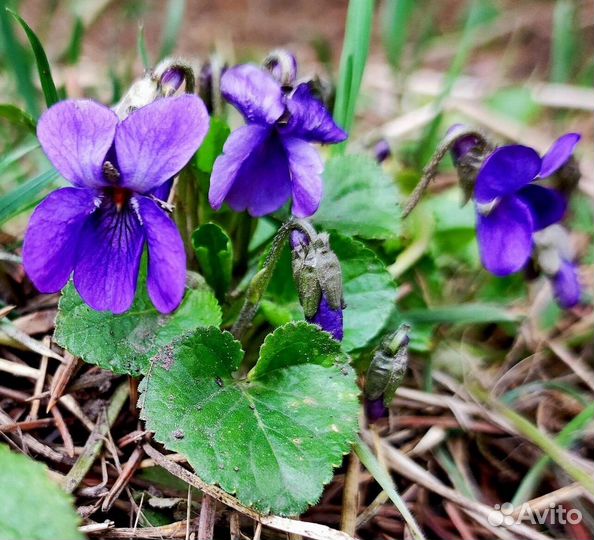 Фиалка садовая, виола, саженцы