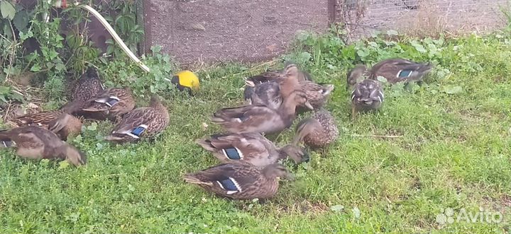 Подсадные утки