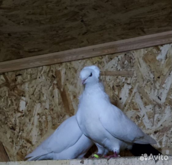 Бакинцы чернохвостые