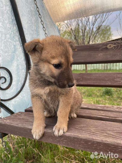 Собака щенок Малявочка