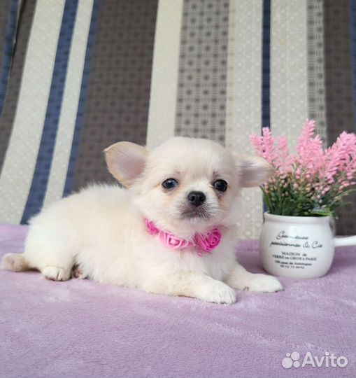 Красотка чихуа хуа