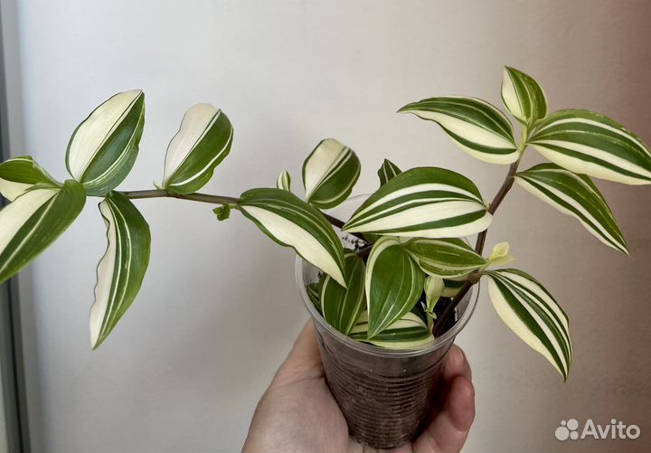 Каллизия, традесканция еллоу, колеус