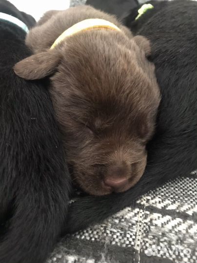 Щенки лабрадора