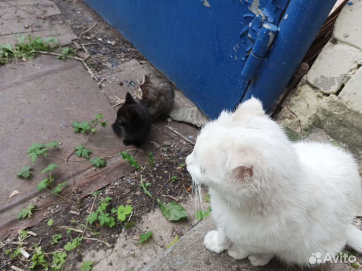 Отдам котят