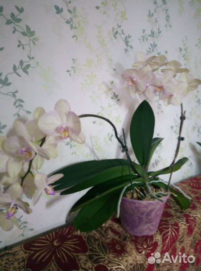 Орхидея сортовая, сорт Торино