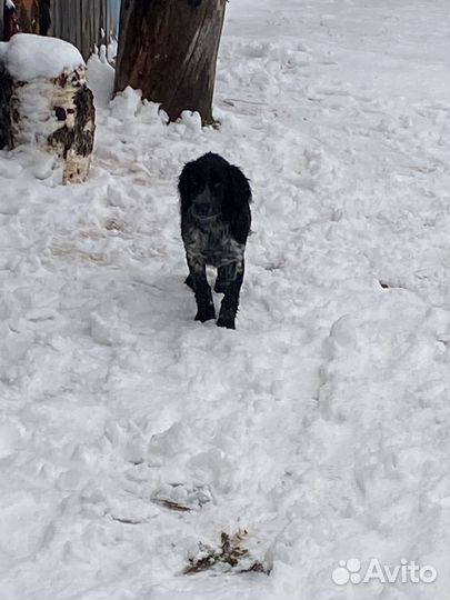 Продам собаку