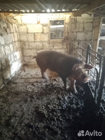 Хряк на племя