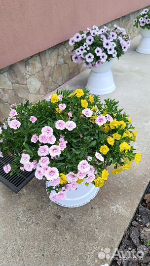 Кашпо сурфинии, петунии