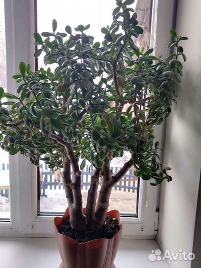 Комнатные цветы