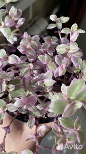 Пеперомия /комнатные растения