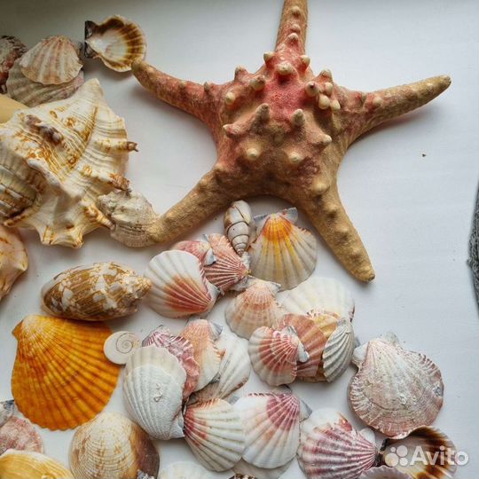 Ракушки морские, и звезда, набор