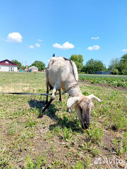 Продам козлят на племя и дойных козочек