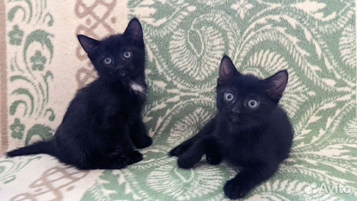 Котенок 1.5 месяца