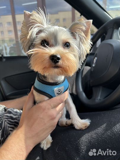 Вязка мальчика бесплатно йорк