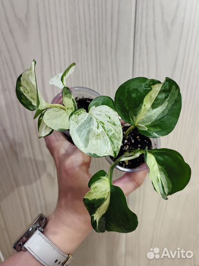 Эпипремнум хеппи лиф