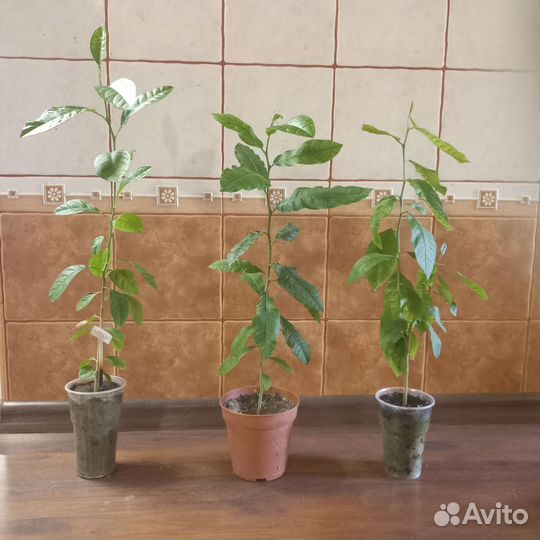 Лимон саженцы