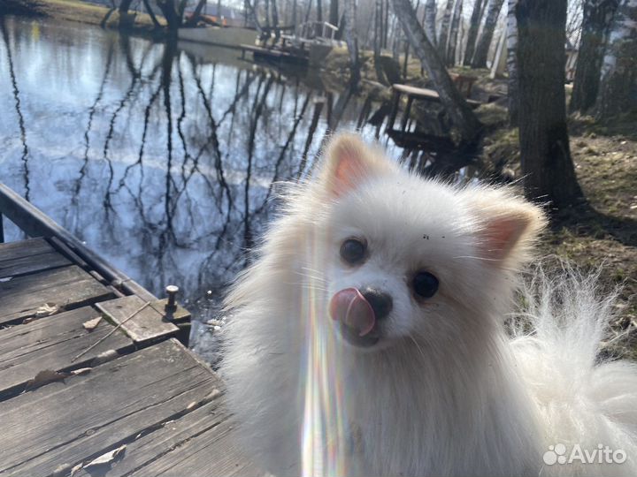 Вязка Померанский шпиц вязка кобель