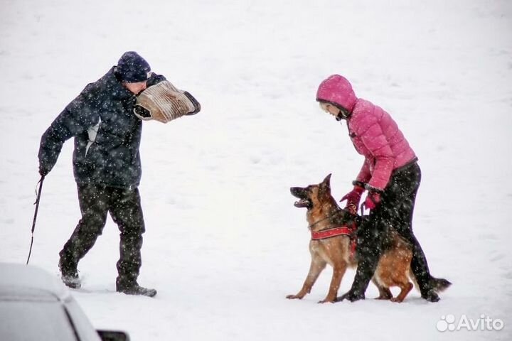 Дрессировка