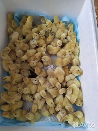 Перепелята