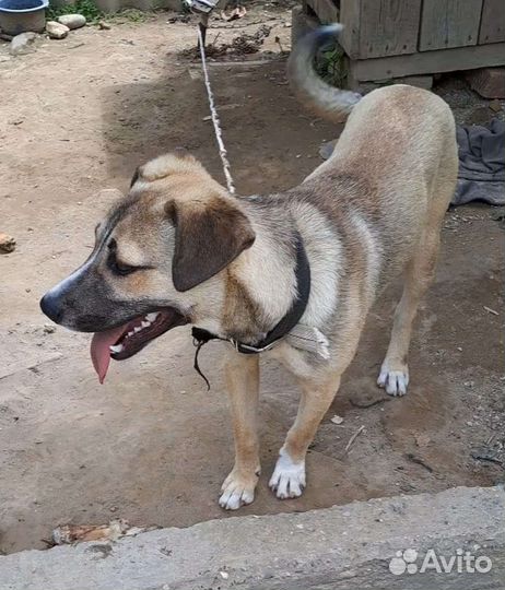 Молодой кобель