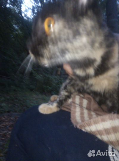 Кошка в дар бесплатно