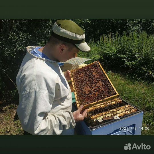 Пчелопакеты и Плодные Матки F1 бакфаст и карника