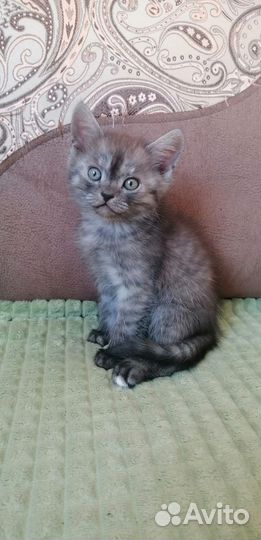 Симпотичные котята