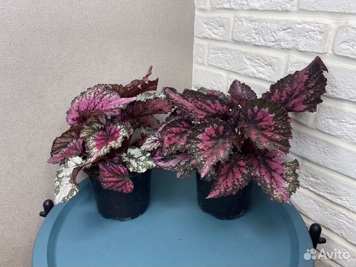 Бегония рекс комнатные цветы