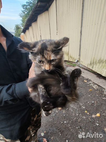 Малышка, 2,5мес ищет дом