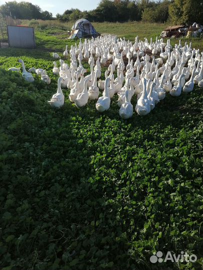 Гусиные туши