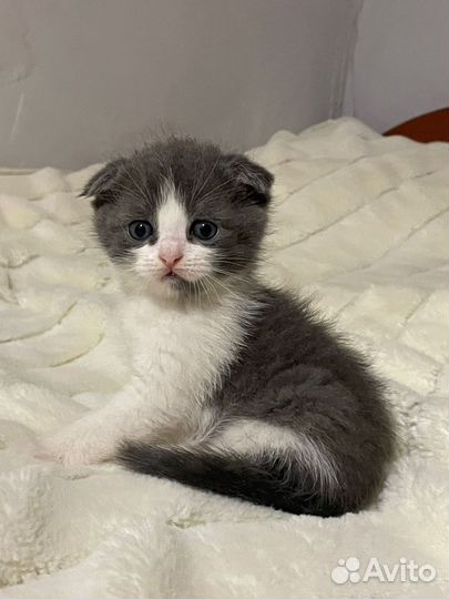 Шотландская