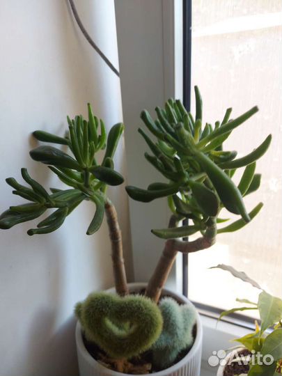 Красула толстянка хоббит