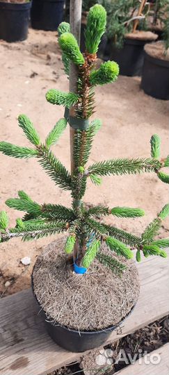 Ель glauca 'Filip's Weeping Wonder'
