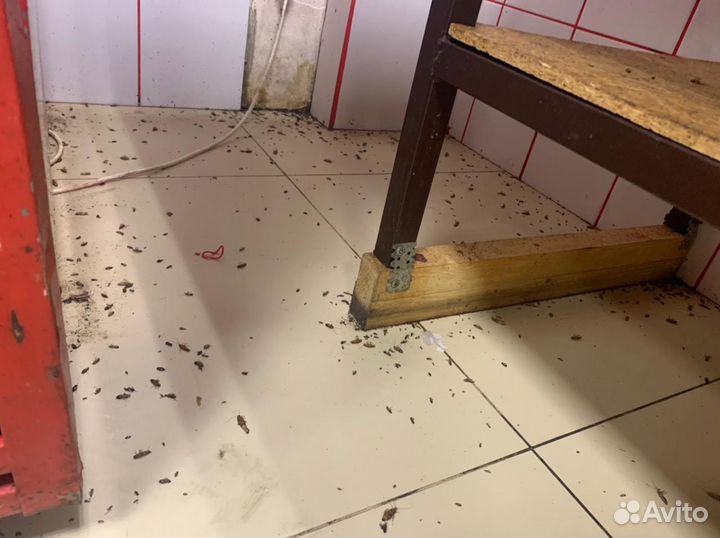 Уничтожение тараканов клопов блох дезинфекция