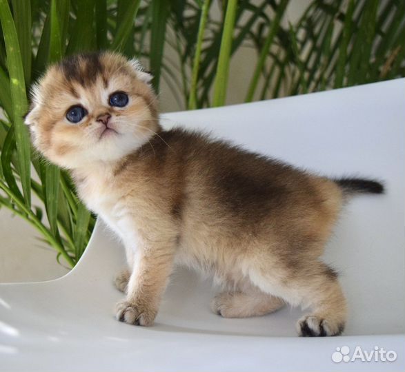 Шотландская