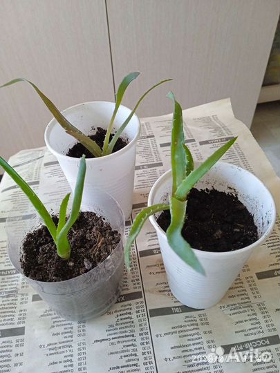 Комнатные растения цветы алоэ