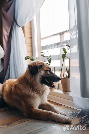 Собака в добрые руки